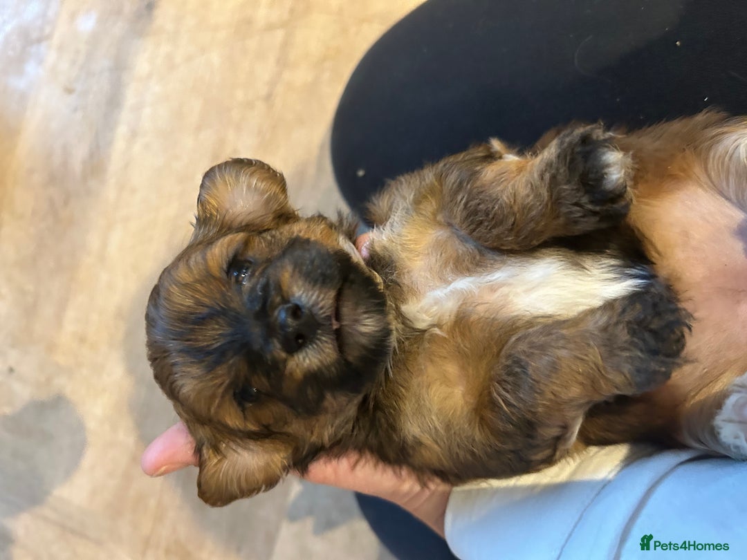 Lhasapoo dogs for sale: Lhasa apso x Toy poodle (hypoallergenic) lhasapoos - Advert 2