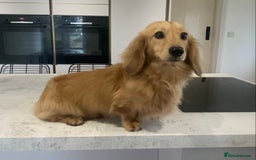 Miniature Dachshund dogs for stud: KC Reg• Cream Longhaired Stud• Fully Health Tested - Image 1