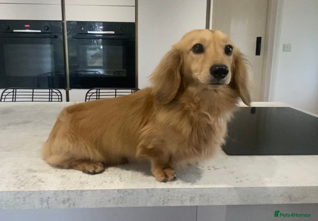 Miniature Dachshund dogs for stud: KC Reg• Cream Longhaired Stud• Fully Health Tested - Image 1