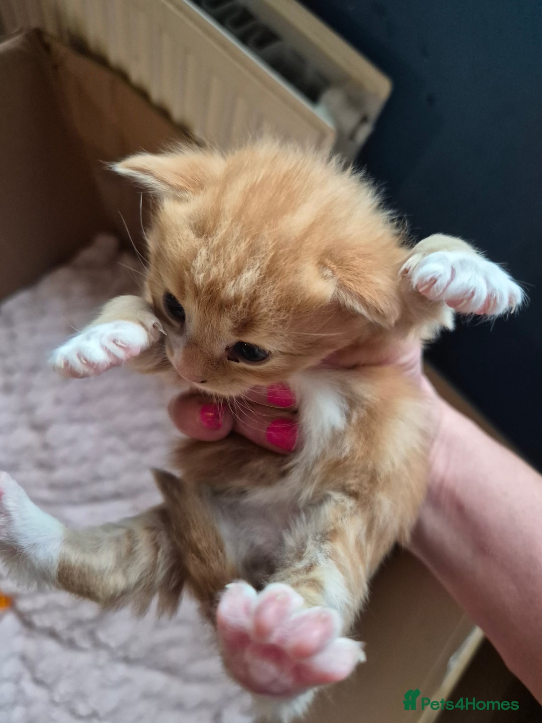 Mixed Breed cats for sale: I have both parents, adorable kittens - Image 1