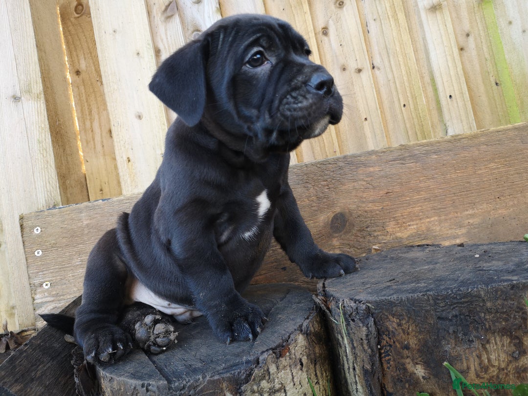 Mixed Breed dogs for sale: Olde english bulldogge x cane corso puppies  - Advert 3