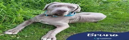 Weimaraner dogs for adoption: Meet Bruno, currently residing in Surrey - Advert 1