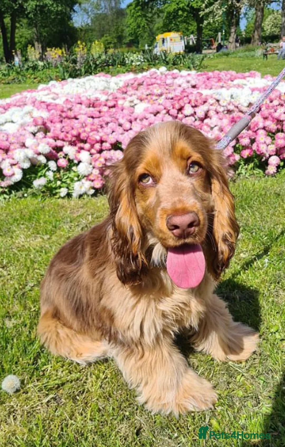 Cocker Spaniel dogs for stud: KC ‘Best Practice’ Health 🐾Show 🐾180+ pups born in Preston - Advert 23