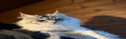 Maine Coon cats for sale: Retired Queens , Maine coon and Ragdoll  - Advert 5