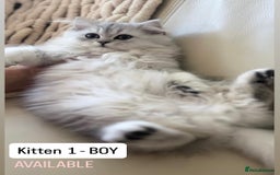Persian cats for sale: 🎀4 BOYS LEFT!! 🎀Persian Chinchilla Kittens 💎 - Image 5