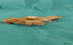 Cornish Rex cats for sale: Cornish Rex kittens available to reserve. - Image 17