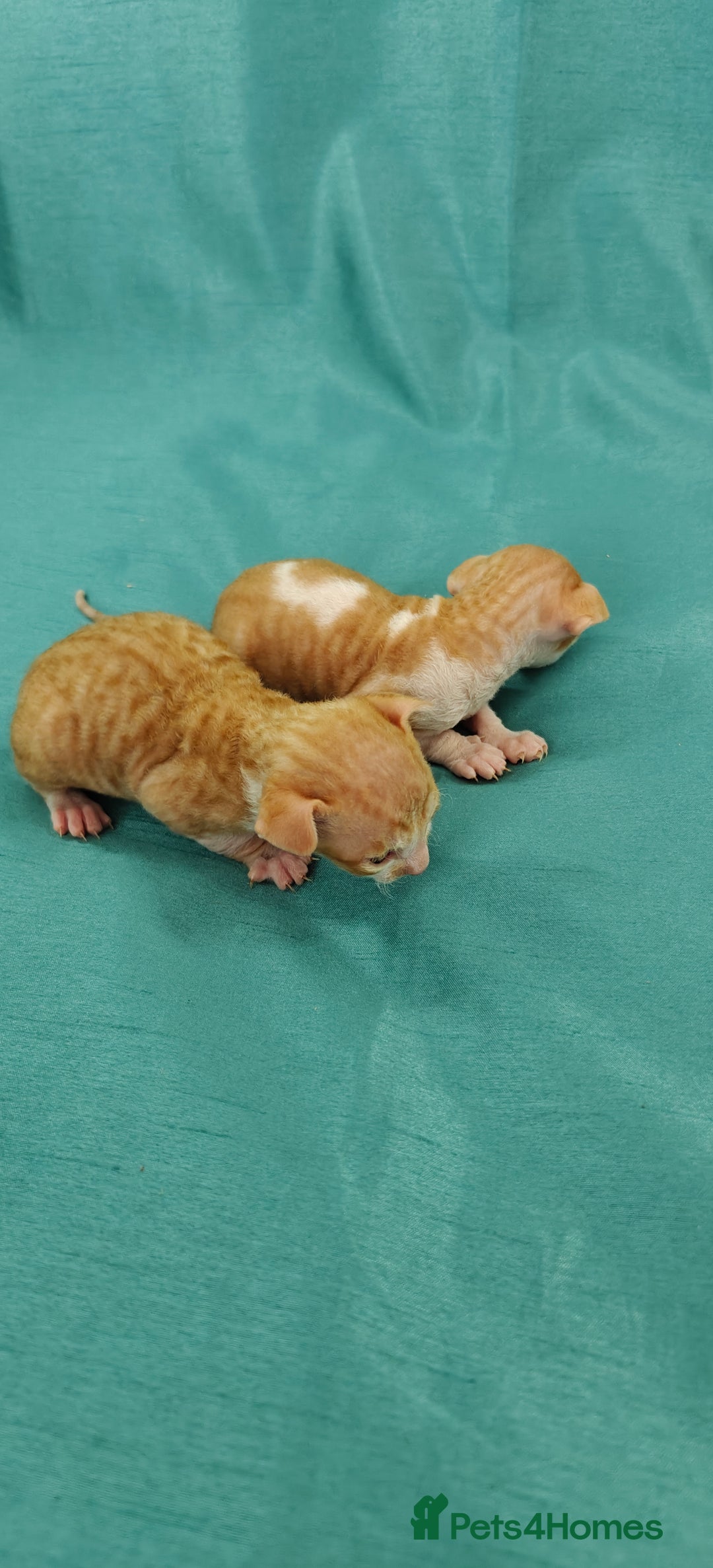 Cornish Rex cats for sale: Cornish Rex kittens available to reserve. - Image 17