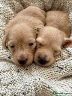 Miniature Dachshund dogs Waiting List Now Open - Advert 1