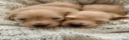 Miniature Dachshund dogs for sale: Waiting List Now Open - Advert 2