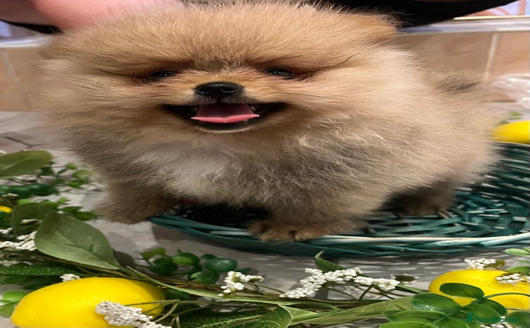 Pomeranian dogs - Advert 1