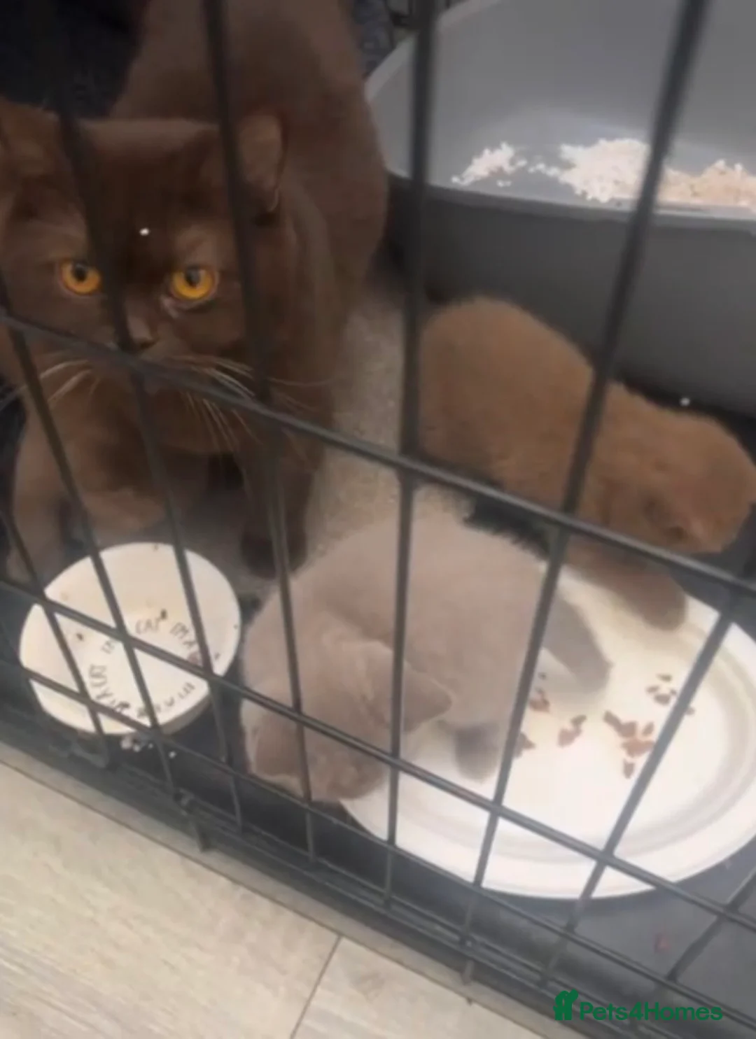 British Shorthair cats for sale: Chunky Cinnamon british short hair kitten READY - Advert 2