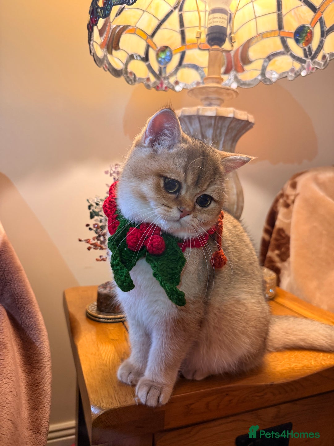 British Shorthair cats for sale: Last GIRL Beautiful Golden BSH Kittens –Rare Cold - Advert 3