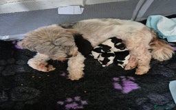 Shorkie dogs for sale: SHORKIE / SHISH TUZ - Image 1