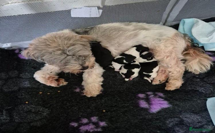 Shorkie dogs - Advert 9