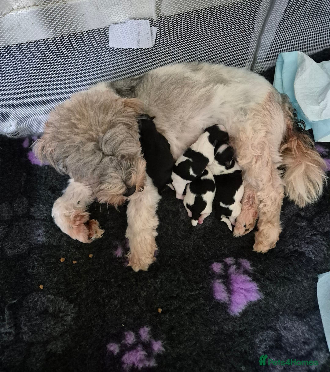 Shorkie dogs for sale: SHORKIE / SHISH TUZ - Image 1