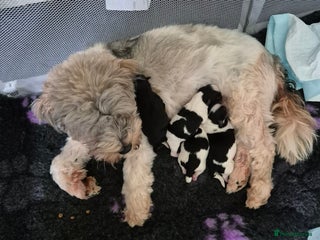 Shorkie dogs - Advert 15