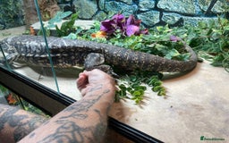 Lizard reptiles for sale: Stunning black and white tegu female - Image 5