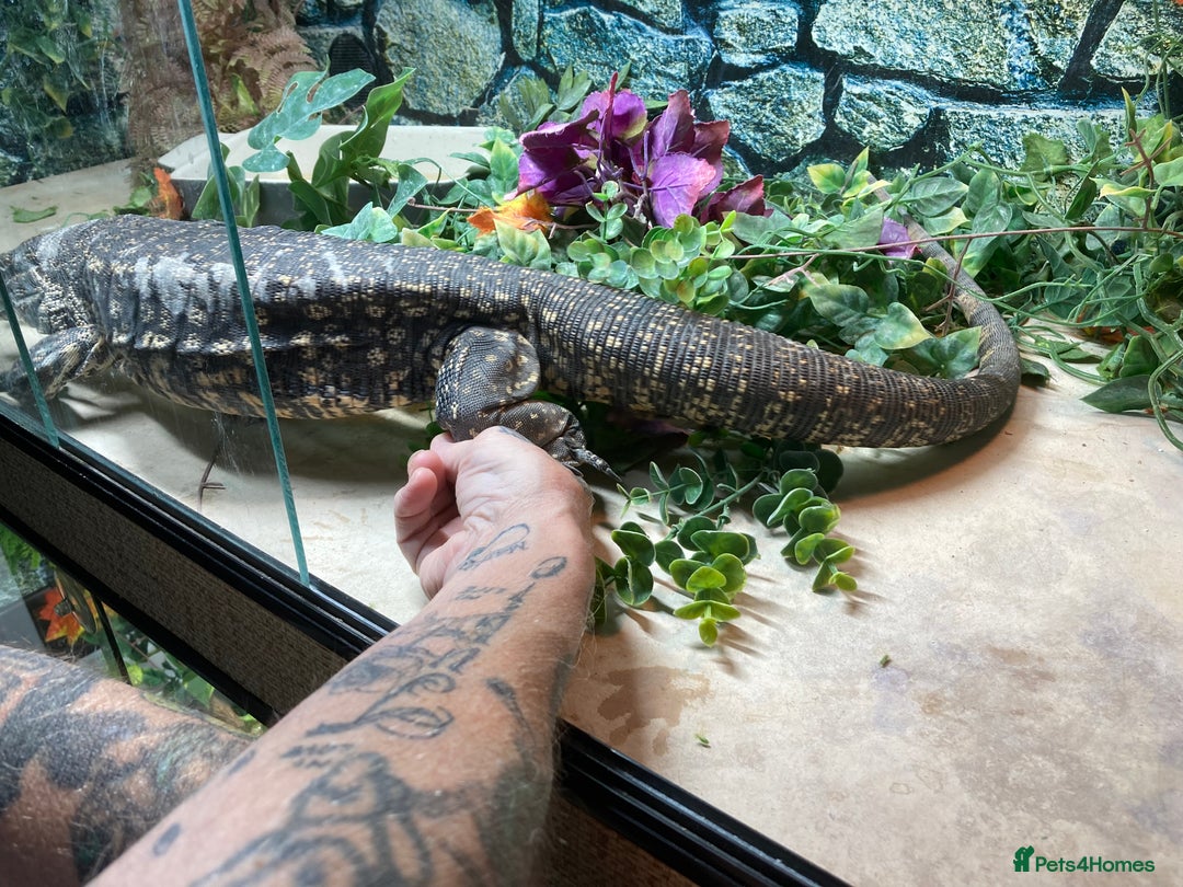 Lizard reptiles for sale: Stunning black and white tegu female - Image 5