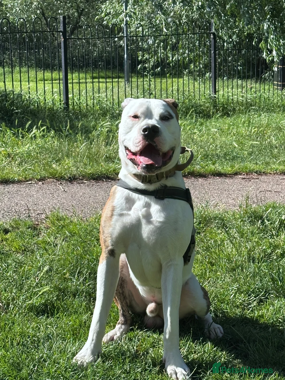 Mixed Breed dogs for sale: American bulldog x English bull terrier  - Advert 1