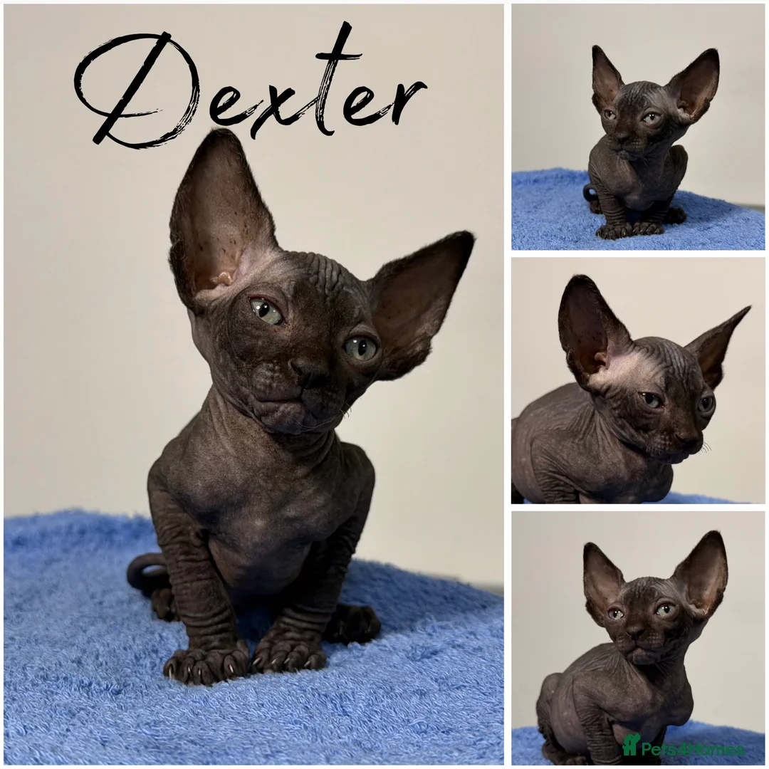Sphynx cats for sale: Canadian Sphynx TICA REG  - Advert 1