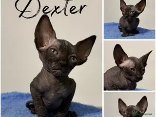 Sphynx cats Canadian Sphynx TICA REG - Advert 2
