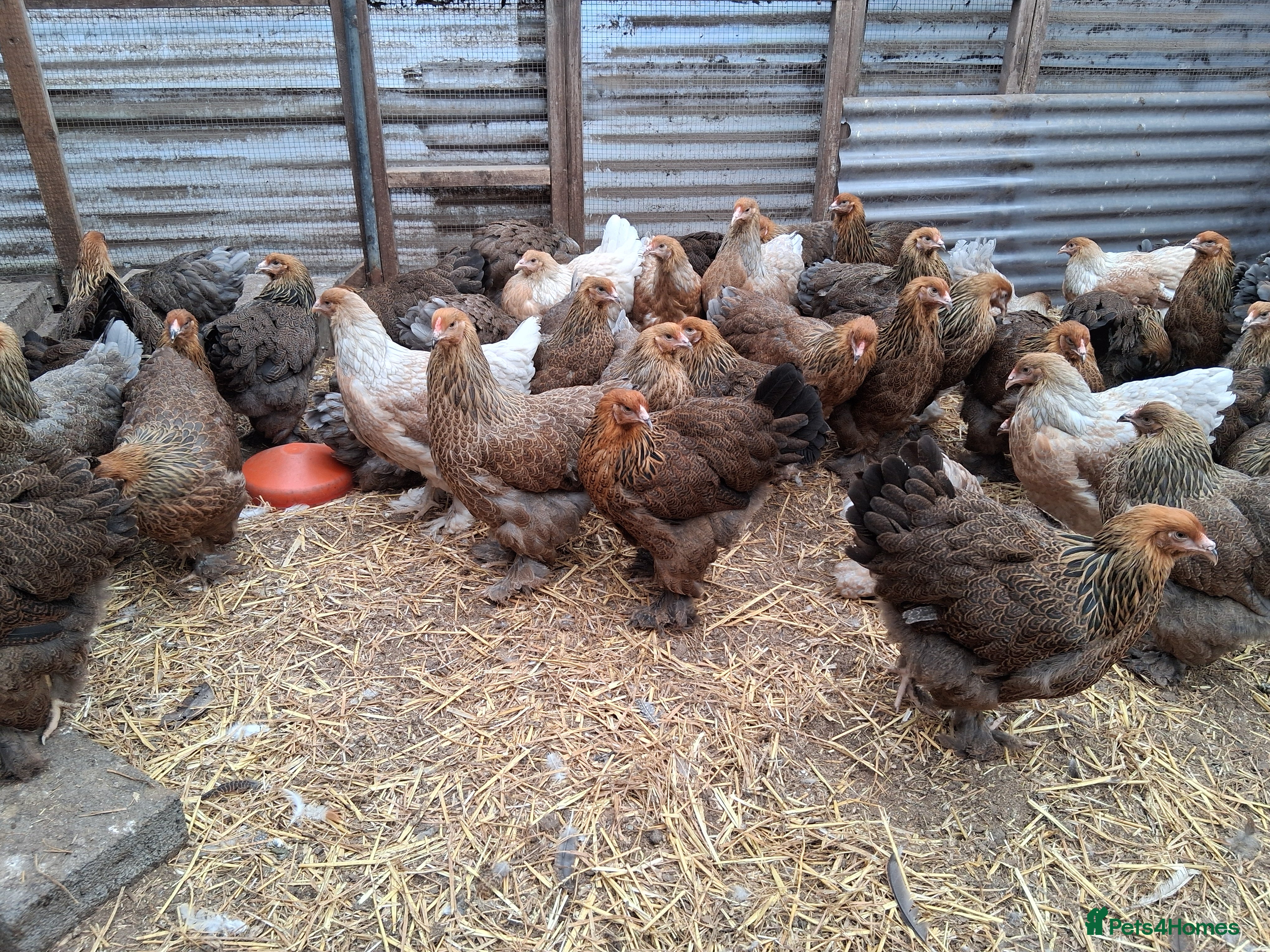 Chickens poultry Brahmas all female - Advert 2