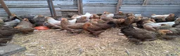 Chickens poultry for sale: Brahmas all female - Advert 2
