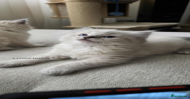 Ragdoll cats - Advert 1