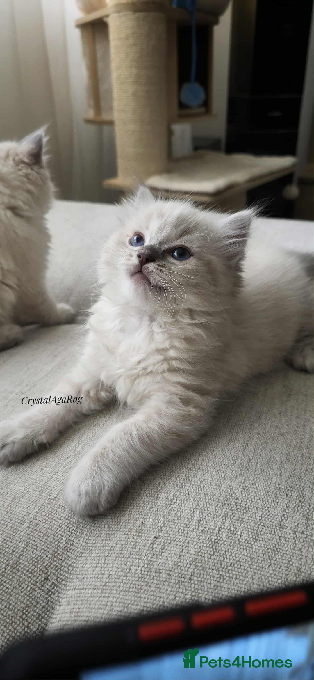 Ragdoll cats for sale: 🐾🌸STUNNING KITTENS| ONE LEFT!|🌸🐾 - Image 17