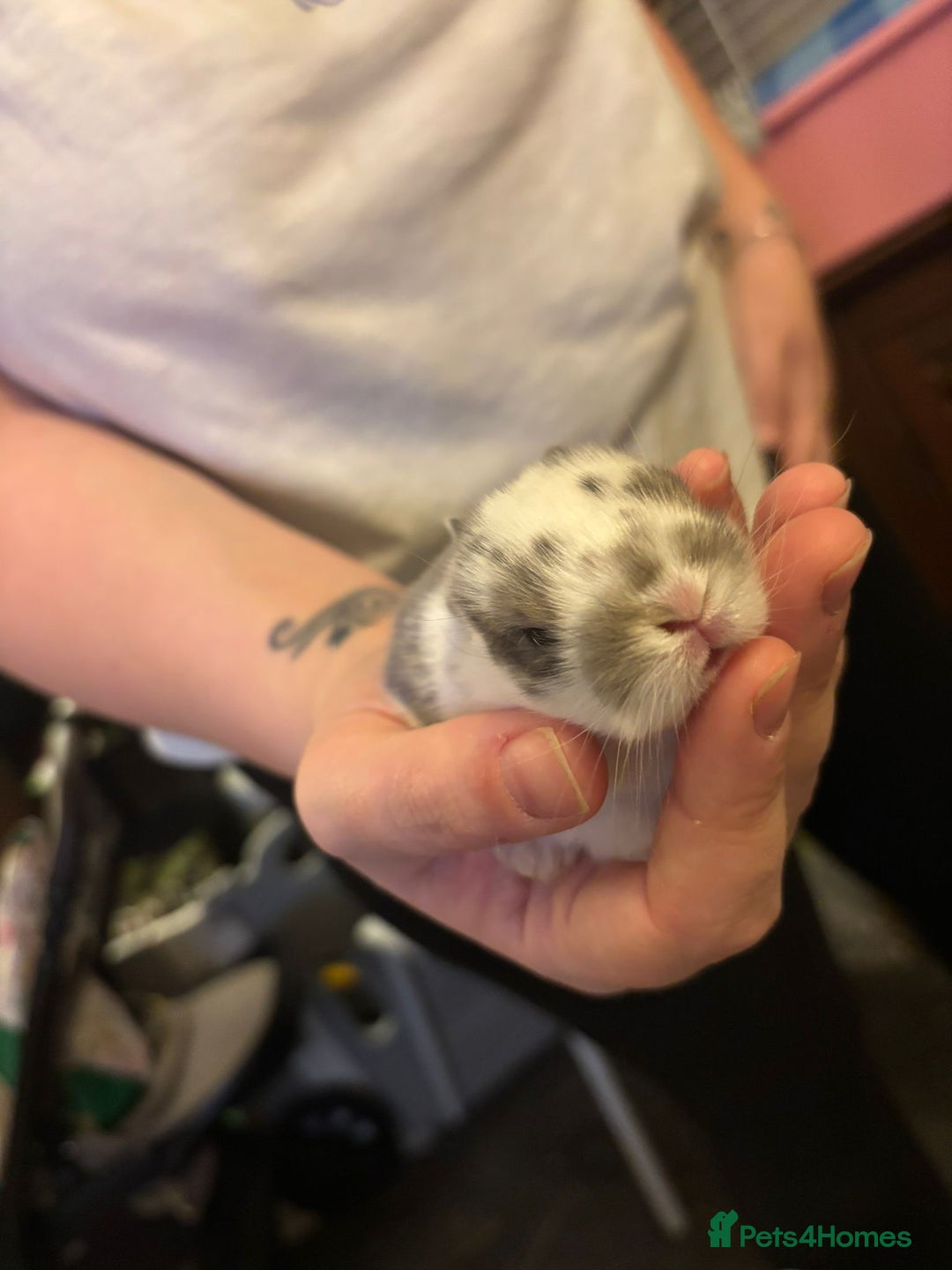 Mini Lop rabbits for sale: Gorgeous mini lop bunnies  - Advert 4