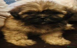 Shih Tzu dogs for sale: Shih Tzu puppy  - Image 4