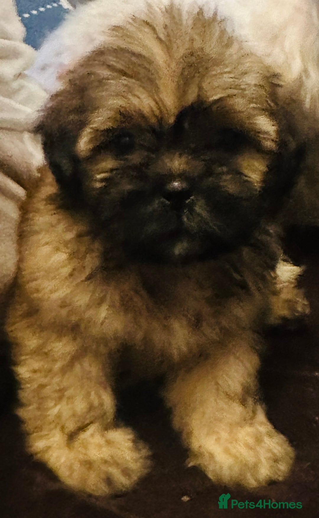 Shih Tzu dogs for sale: Shih Tzu puppy  - Image 4