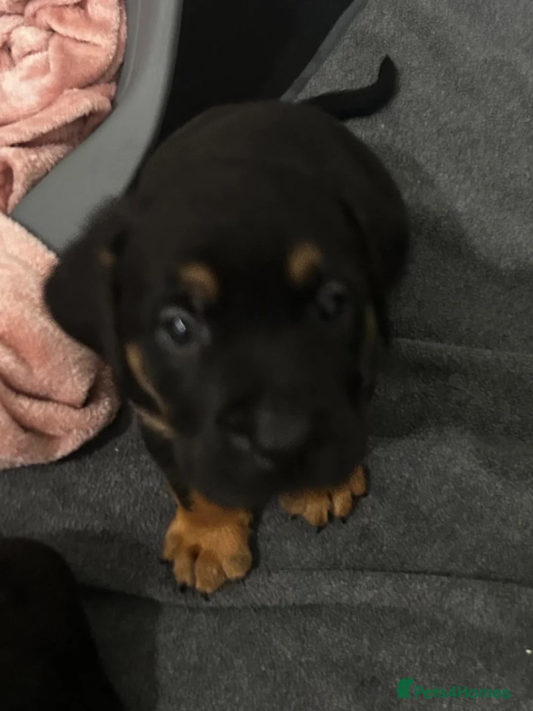 Mixed Breed dogs for sale: 6 gorgeous old tyme bulldog x GSD - Advert 21