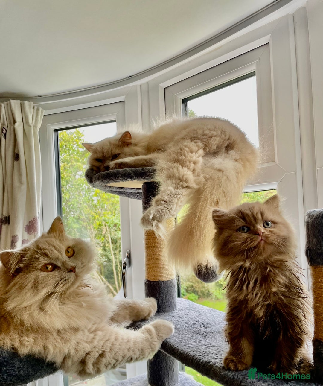 British Longhair cats for sale: Stunning litter of British long hair - Image 8