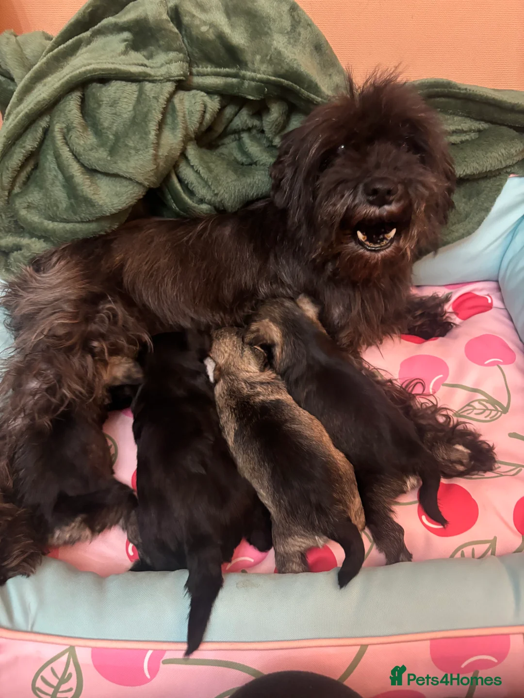 Miniature Schnauzer dogs for sale: KC registered mini schnauzers MAC clear - Advert 2