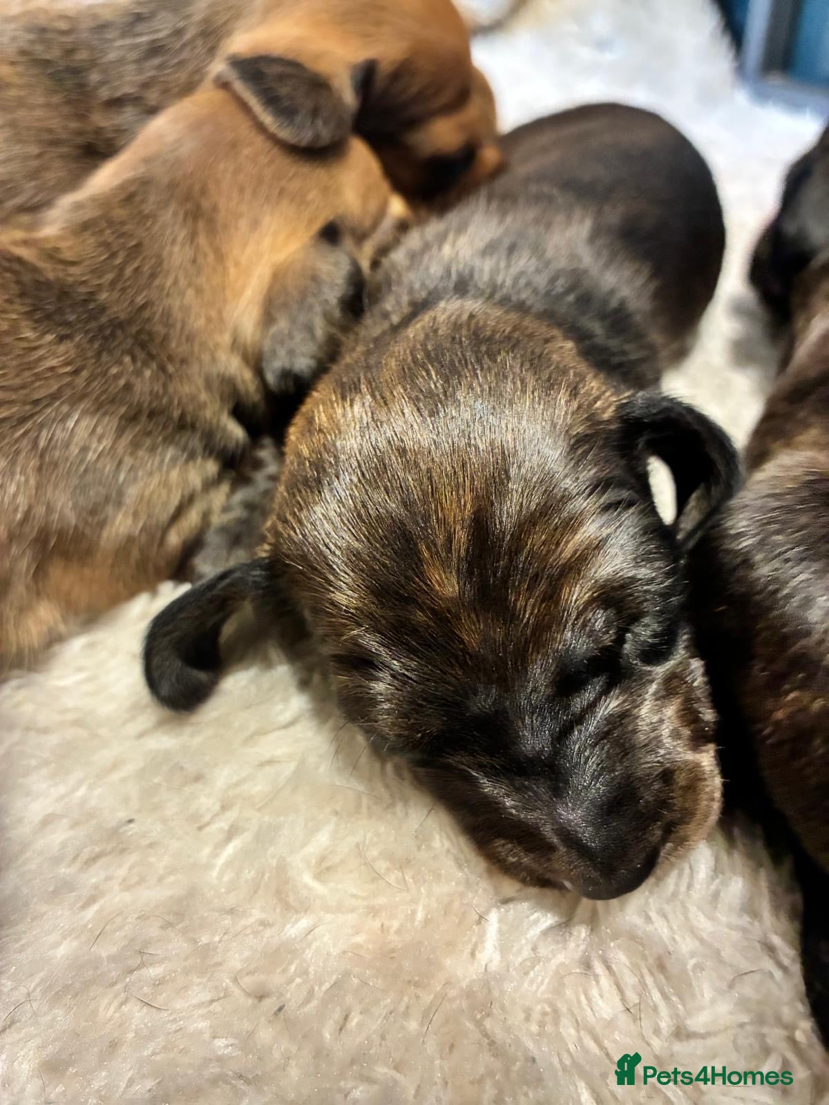 Dachshund dogs for sale: Miniature dachshunds  - Advert 2