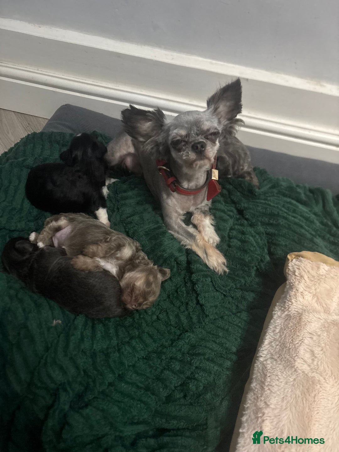 Chihuahua dogs for sale: Chihuahua pups - Advert 3