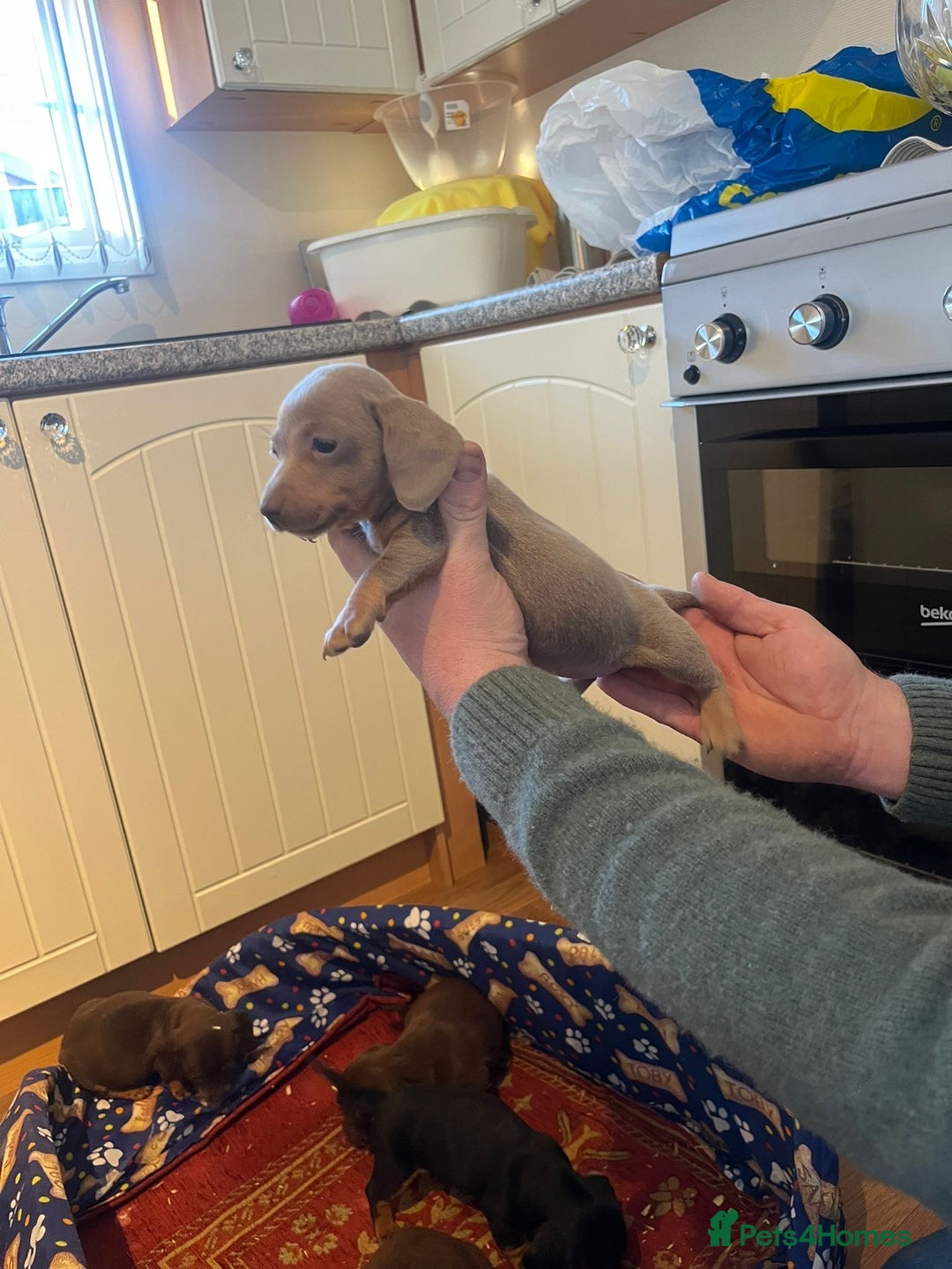 Dachshund dogs for sale: Dachshund - Advert 9