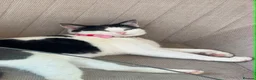 Domestic Shorthair cats for sale: FREE to the best home  in Prescot - Advert 4