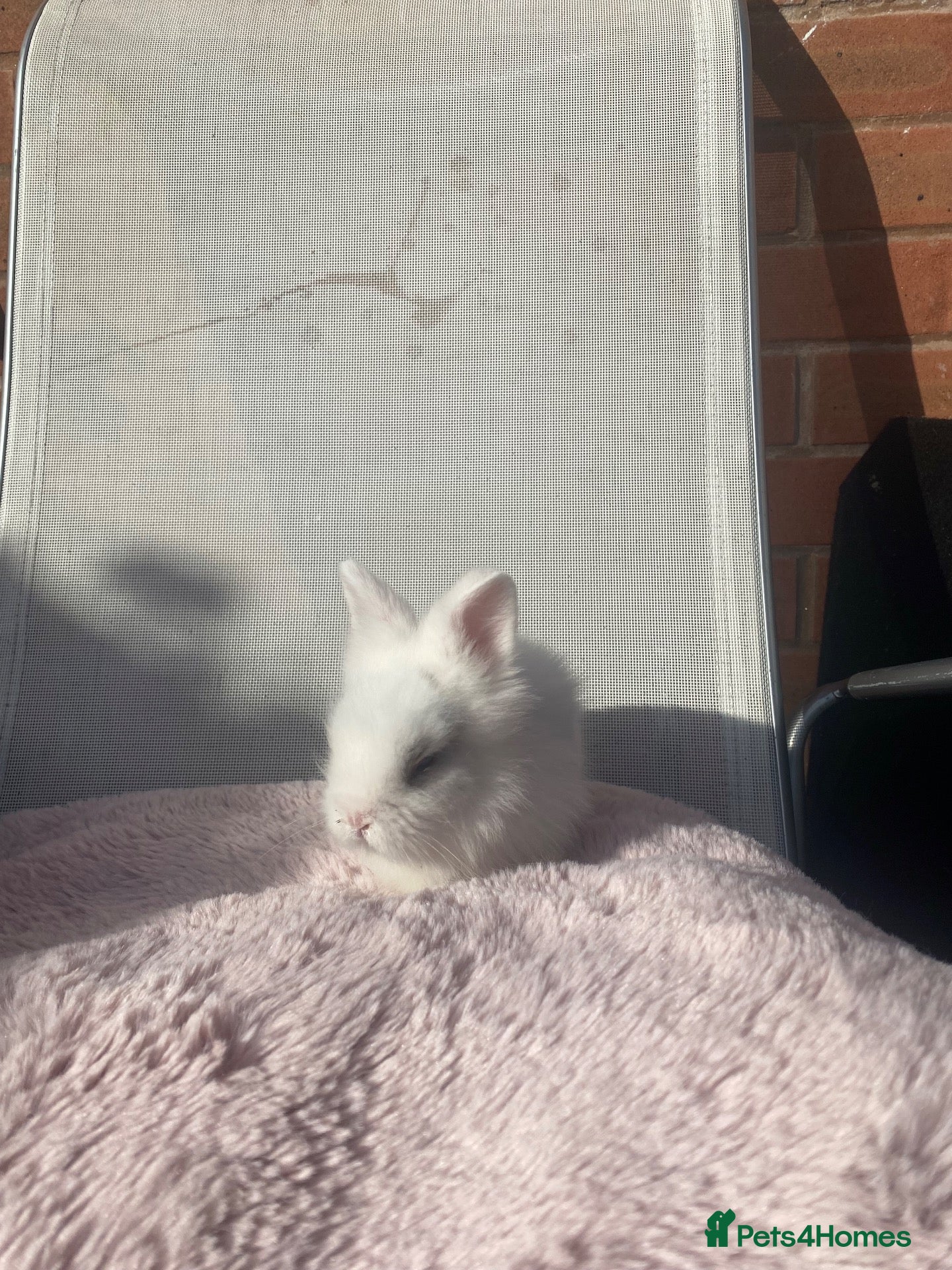 Lionhead rabbits Purebred Fluffy Baby Lionhead Dwarfs - Advert 12