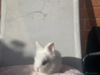 Lionhead rabbits Purebred Fluffy Baby Lionhead Dwarfs - Advert 1