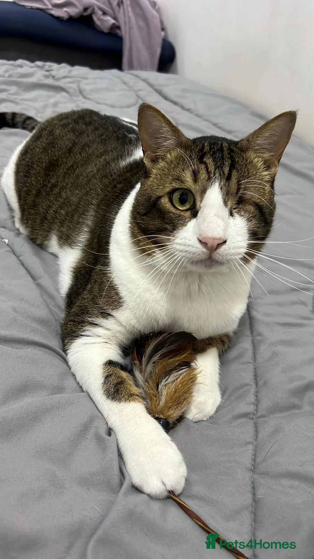 Arabian Mau cats for sale: Beautiful Tito looking for his family 😻 - Advert 1