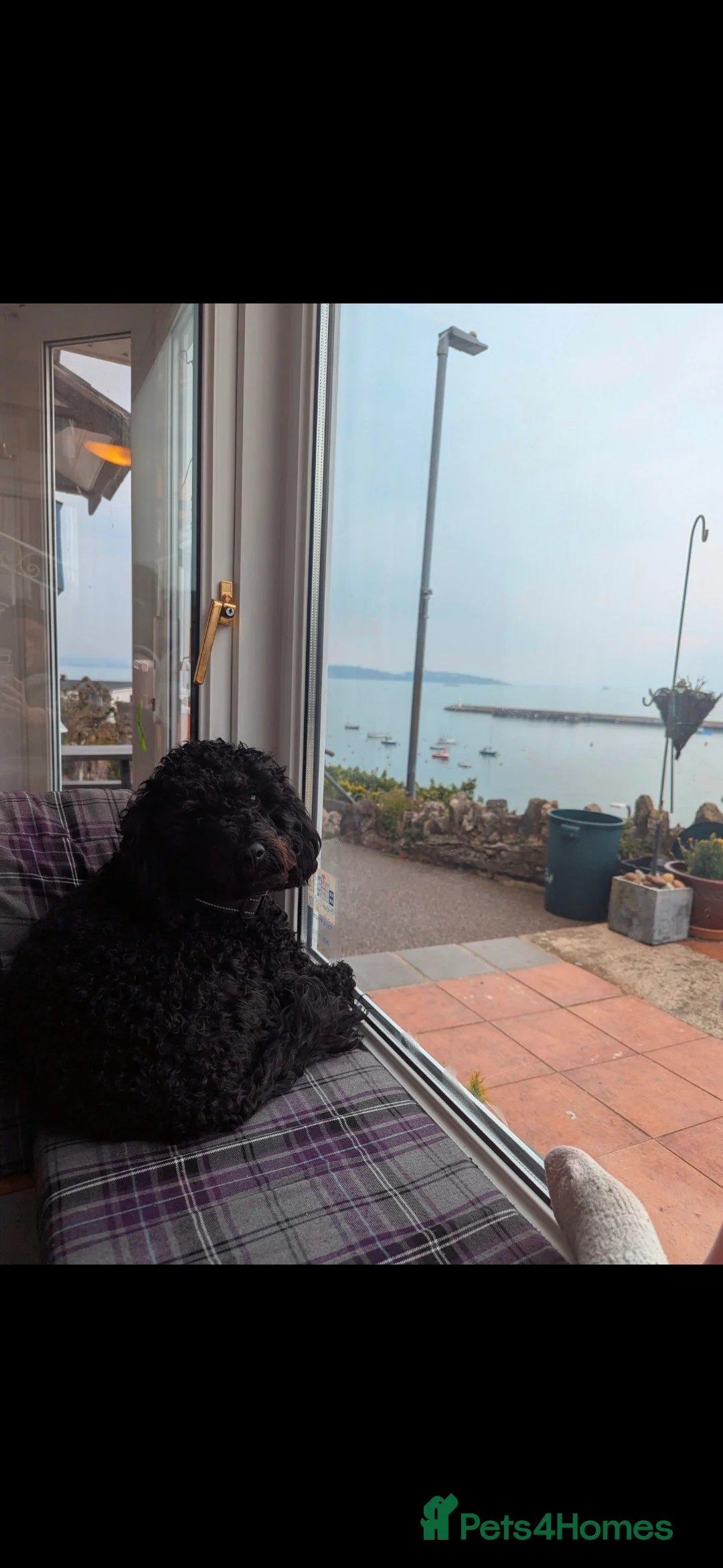 Mixed Breed dogs for sale: Lively cockapoo - Advert 2