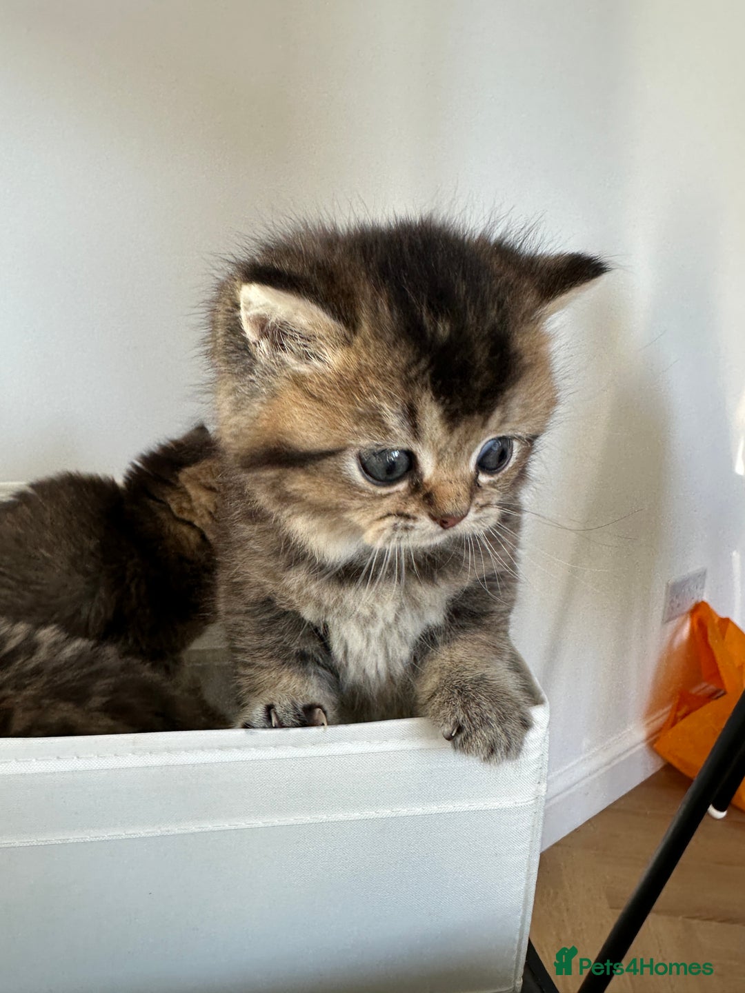 British Shorthair cats for sale: Gorgeous Brown Tabby BSH Kittens - Advert 16