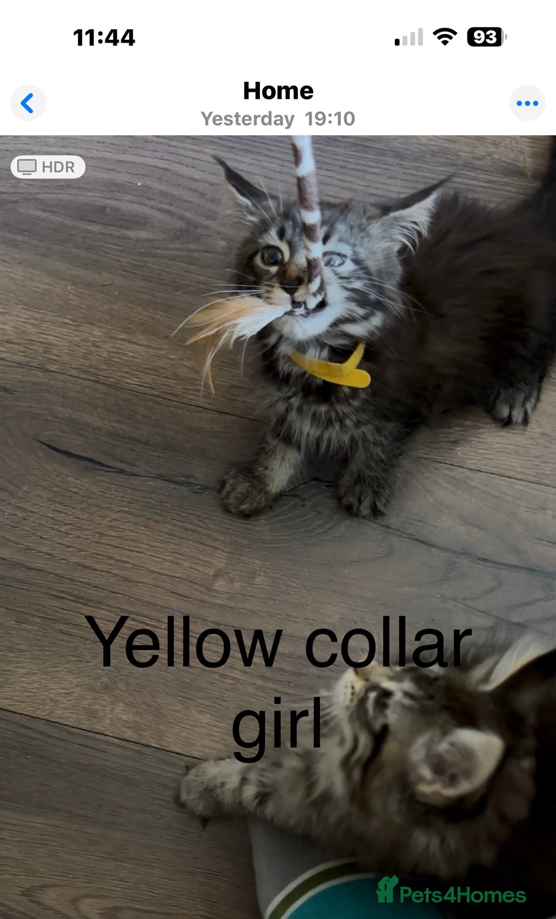 Maine Coon cats for sale: Stunning mainecoons  - Image 14