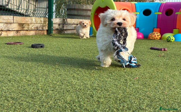 Poochon dogs - Advert 1