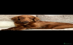 Goldendoodle dogs for stud: Beautiful deep Red goldendoodle for stud  - Image 2