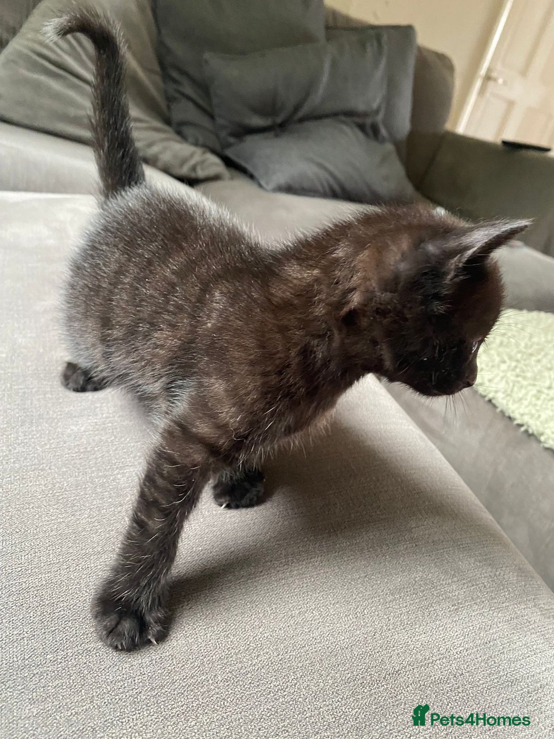 Mixed Breed cats for sale: Stunning kittens  - Image 10