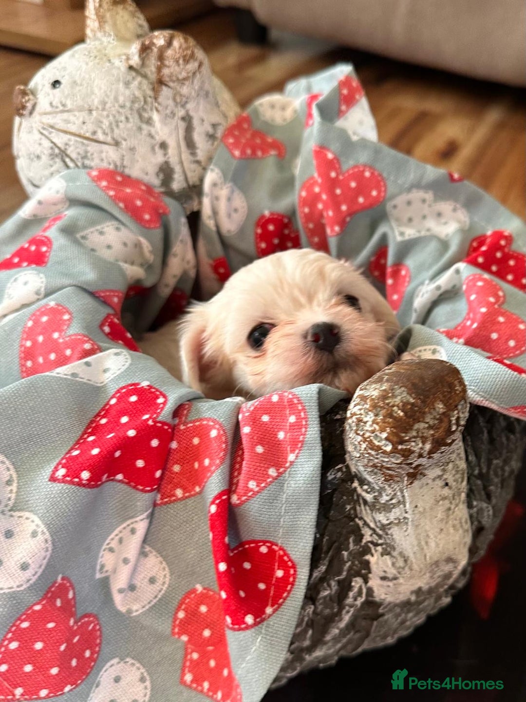 Maltese dogs for sale:  Beautiful maltese - Advert 20