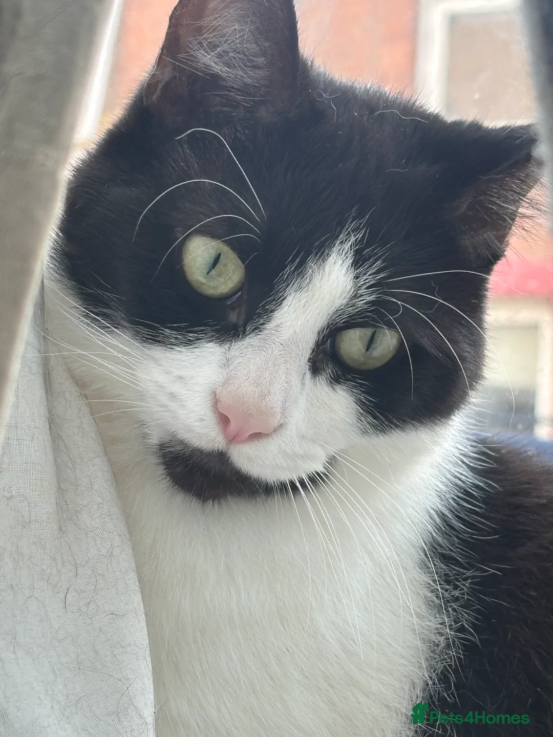 Mixed Breed cats for sale: Cat male and female - Advert 2